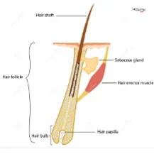 Elemental Composition