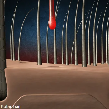 pubic hair